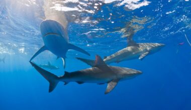 Sharks in the Bahamas test positive for caffeine, painkillers and even cocaine, study finds