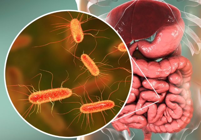 Diagram of human intestines in the background, with gut bacteria shown in a circle at the foreground