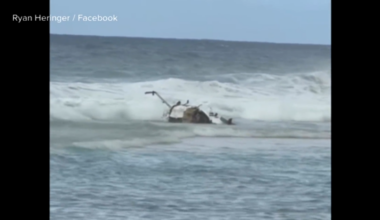 2 from Massachusetts killed in tour company helicopter crash in Hawaii