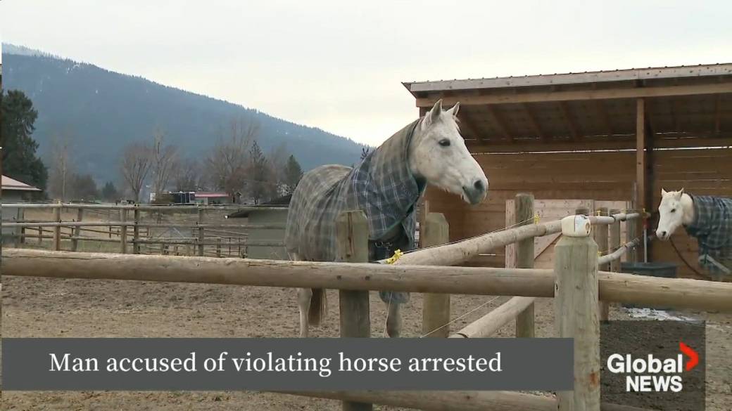 Click to play video: 'Man accused of violating horse arrested'