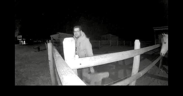 Man charged with bestiality, accused of sexually assaulting horse on Vernon farm