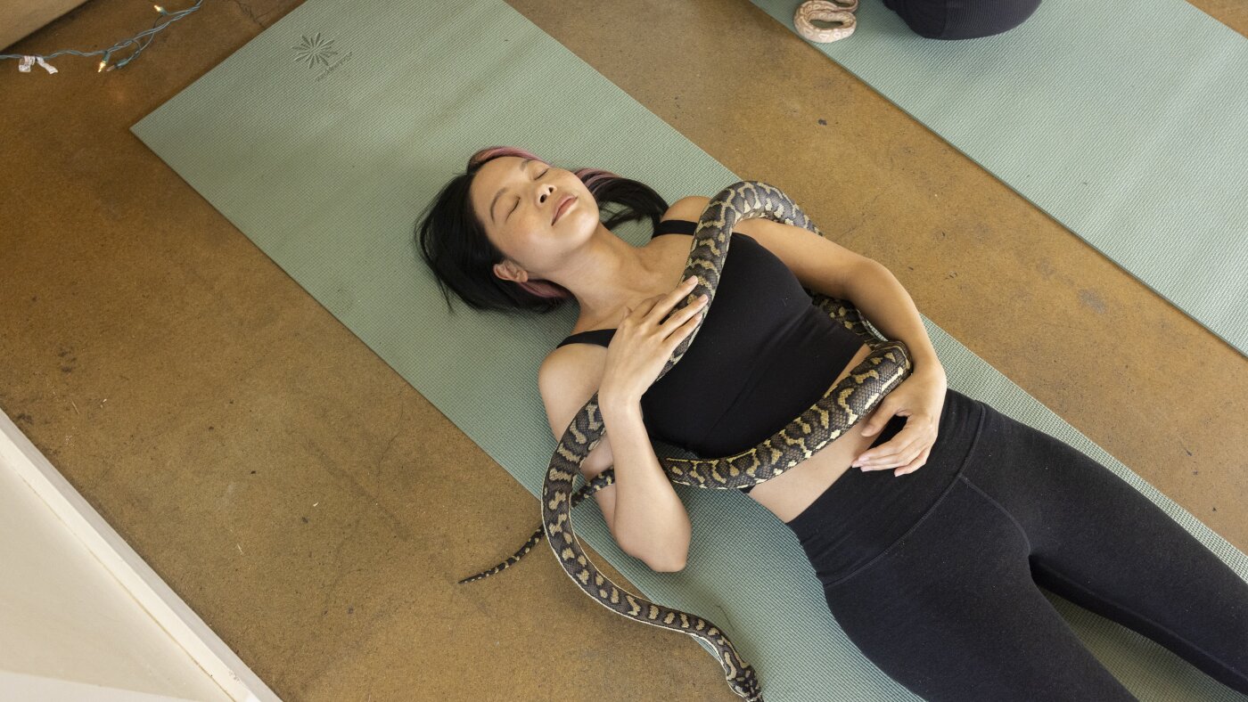 Over puppy yoga? Try it with snakes. : NPR