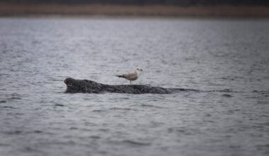 Stranded humpback whale in Germany’s Baltic Sea weakens as hopes of its return fade