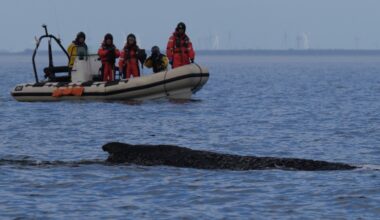 Humpback whale captivating Germany has stranded again off Baltic Sea coast