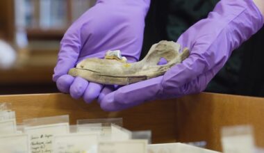 Scientists trace dogs' history using the oldest genes ever studied