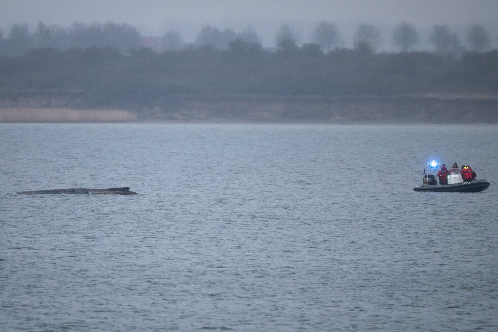 Whale stranded again off Germany's Baltic coast