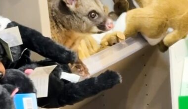 A real possum appears among plush toy animals in Australian airport shop