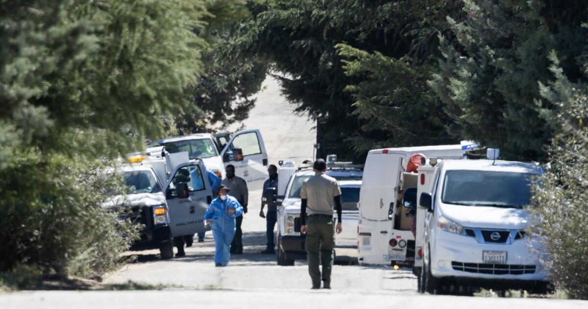 Hundreds of dogs and cats rescued in L.A. County enforcement operation