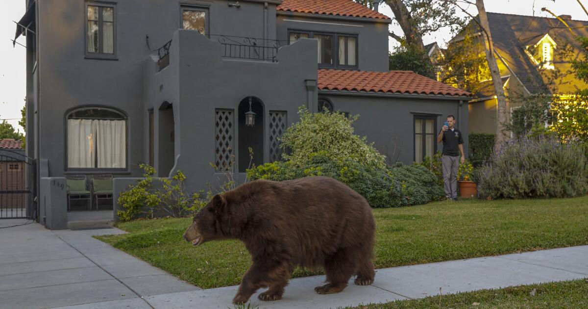 Bear swipes woman walking dog in Monrovia; incident reported as ‘unusual’