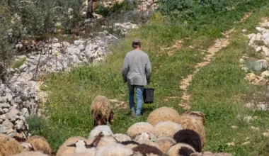 Israel set to deport foreign national for stoning sheep in Judea - JNS.org