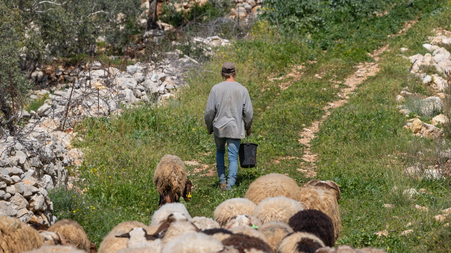 Israel set to deport foreign national for stoning sheep in Judea - JNS.org