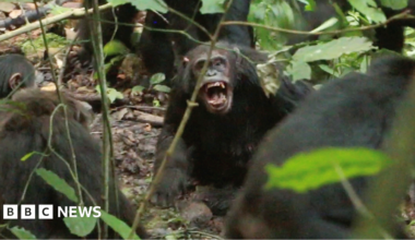 A chimpanzee bearing its teeth at other chimpanzees with their backs to the camera in a forested area.