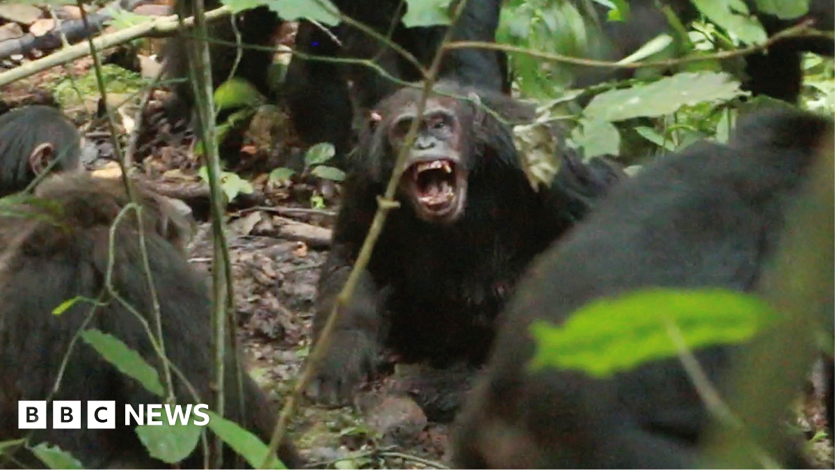 A chimpanzee bearing its teeth at other chimpanzees with their backs to the camera in a forested area.