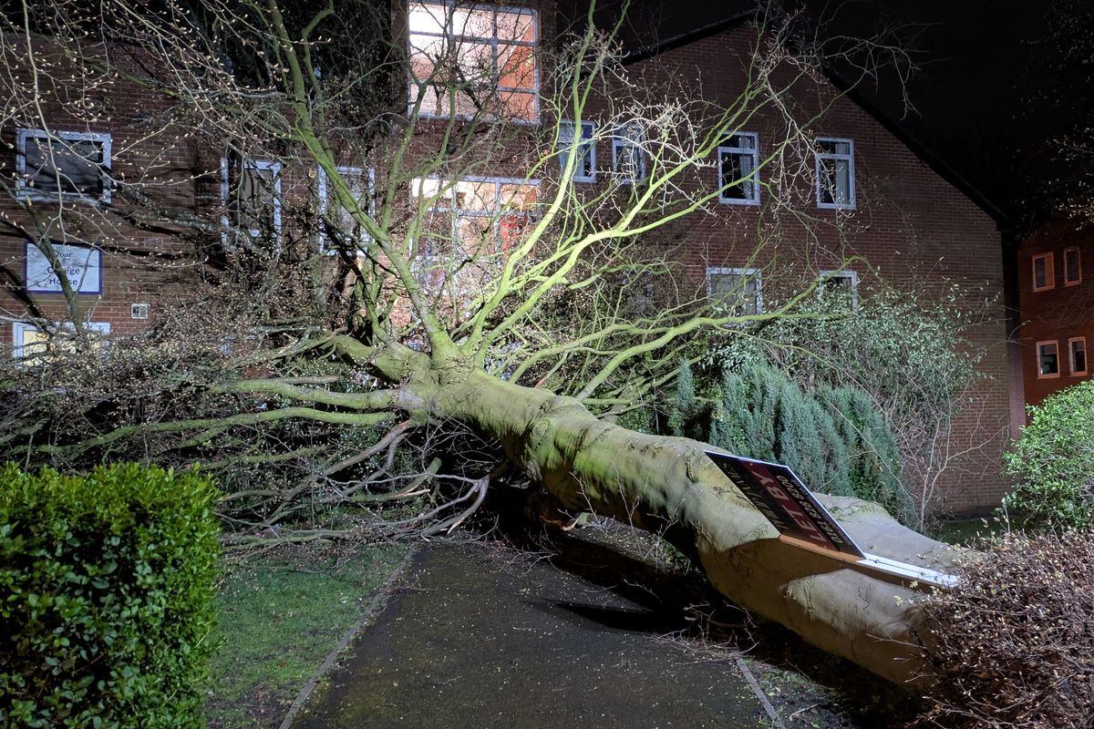 The fallen tree hit College House in Heaton Moor