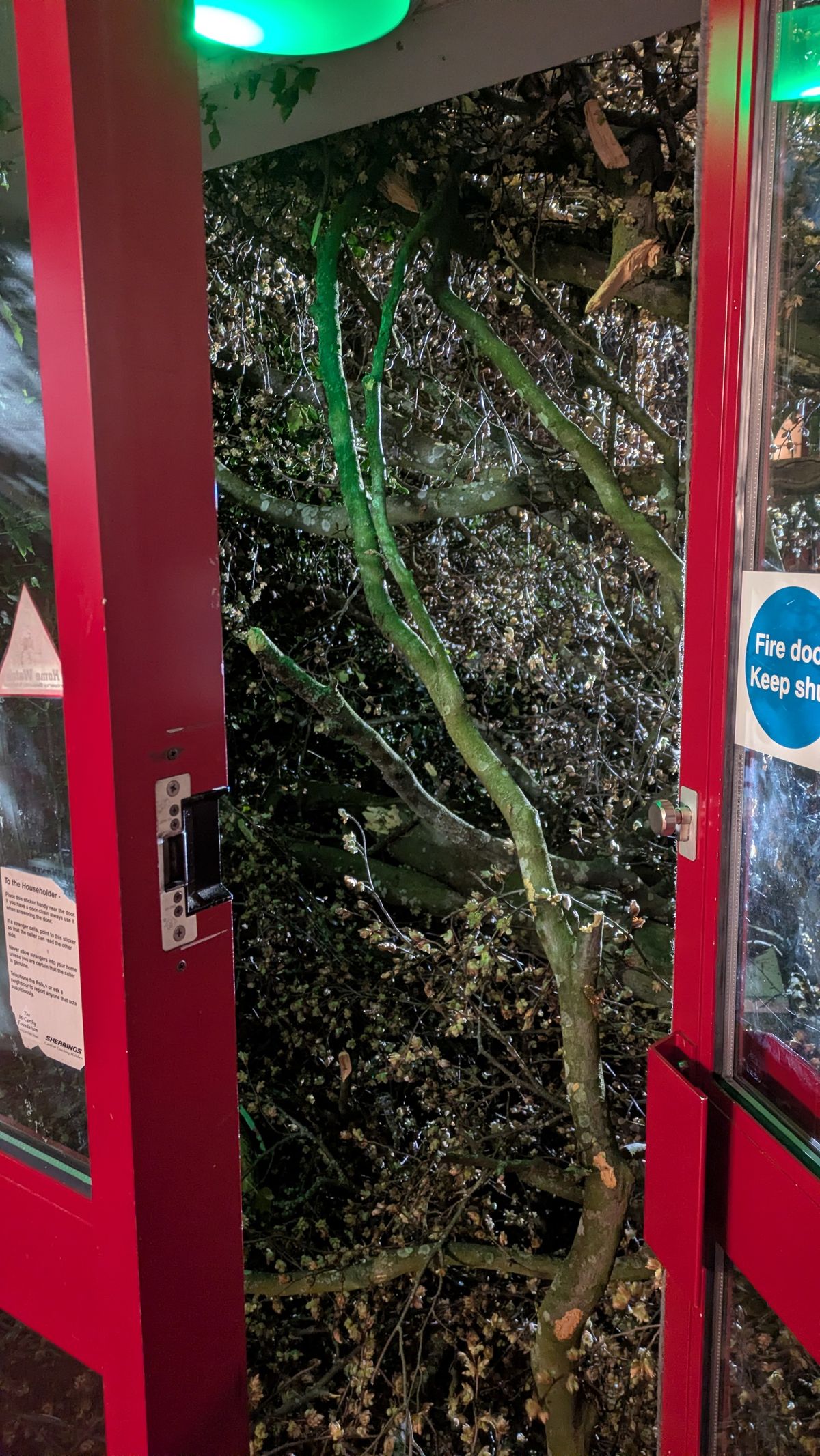 The tree smashed windows and the roof as it fell, residents say