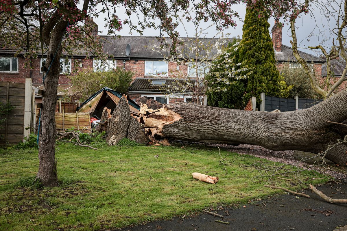 Storm Dave caused another huge tree to fall down on Greenacres Drive in Burnage