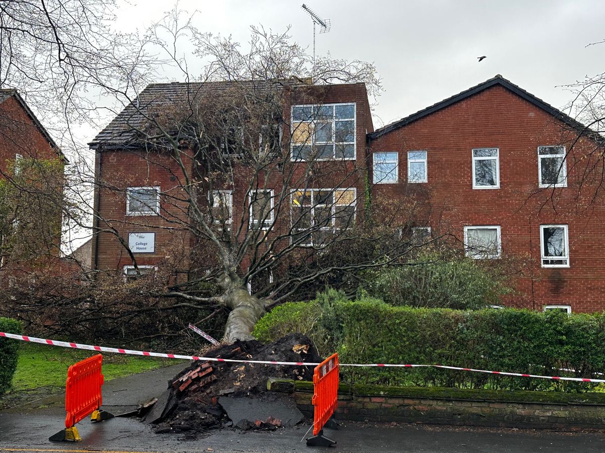 The fallen tree appears to have damaged windows and the roof