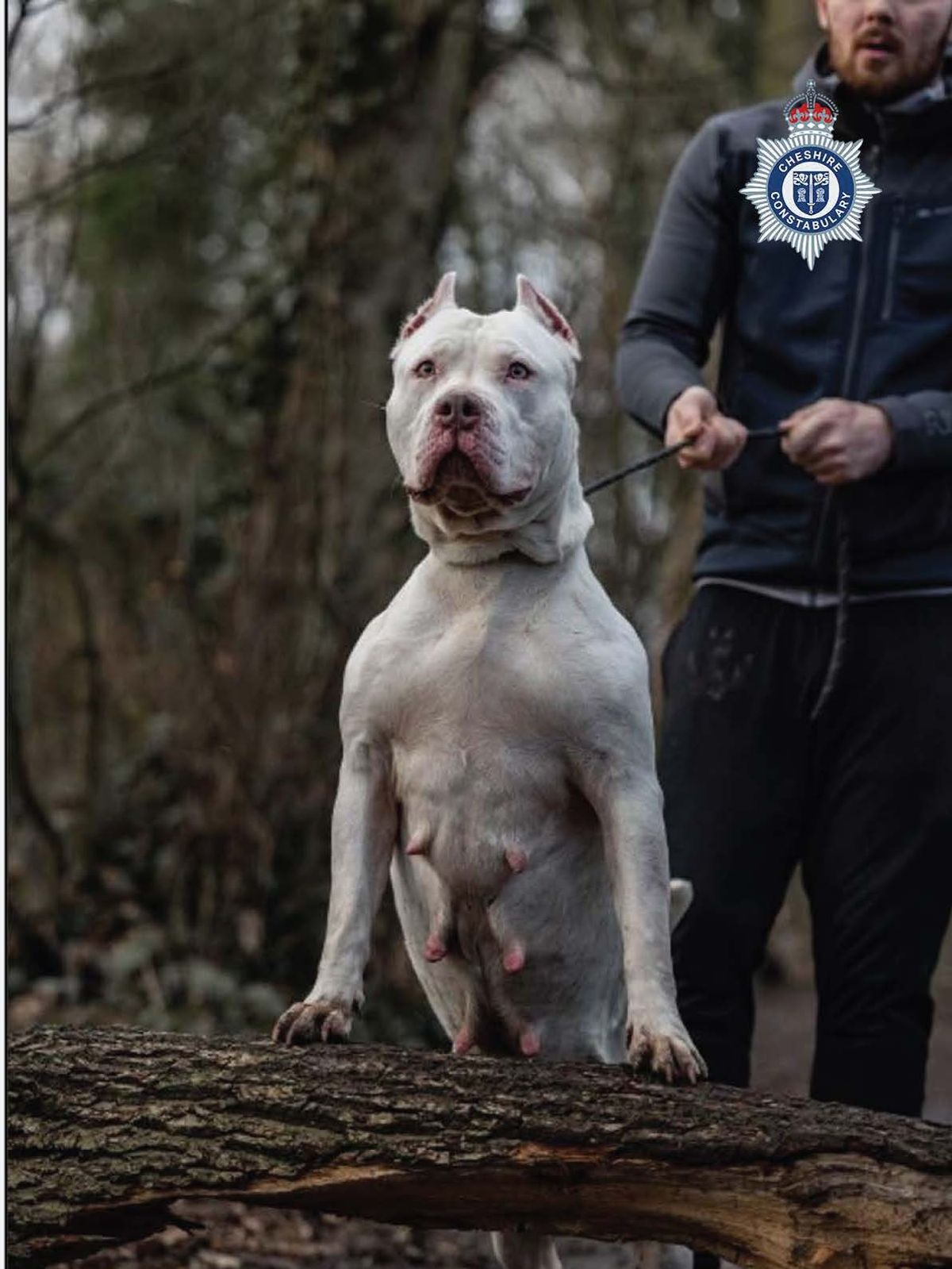 A second XL bully called Malibu, pictured, was also shot dead by police after Sean Garner's dog Toretto 'savaged' and killed 84-year-old John McColl
