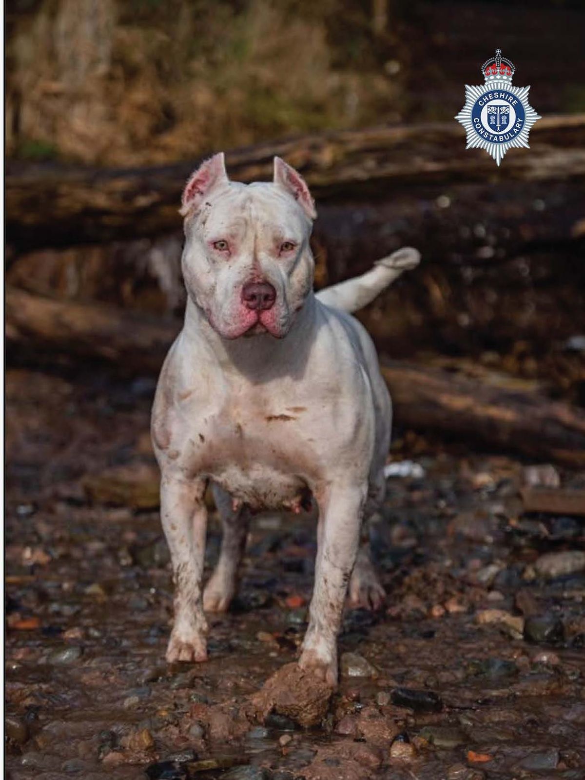 A second XL bully called Malibu, pictured, was also shot dead by police after Sean Garner's dog Toretto 'savaged' and killed 84-year-old John McColl