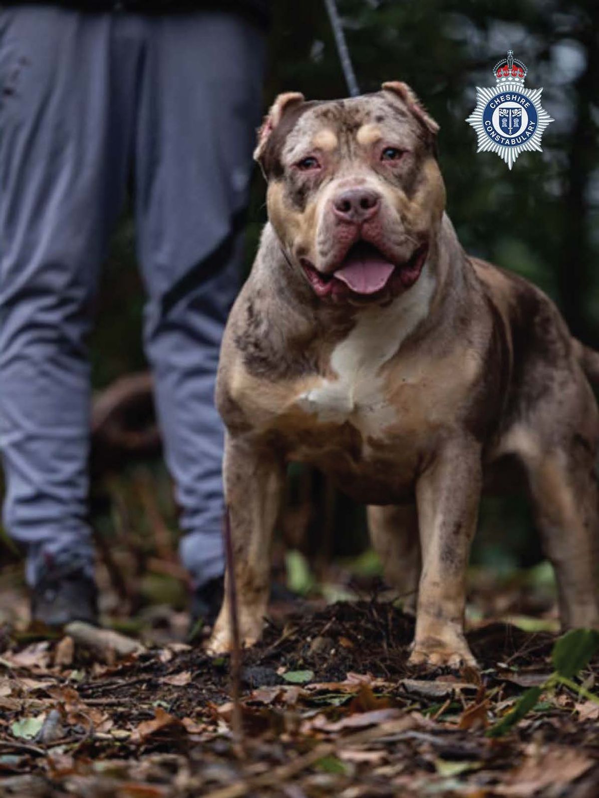 Sean Garner's XL bully Toretto 'savaged' and killed 84-year-old John McColl