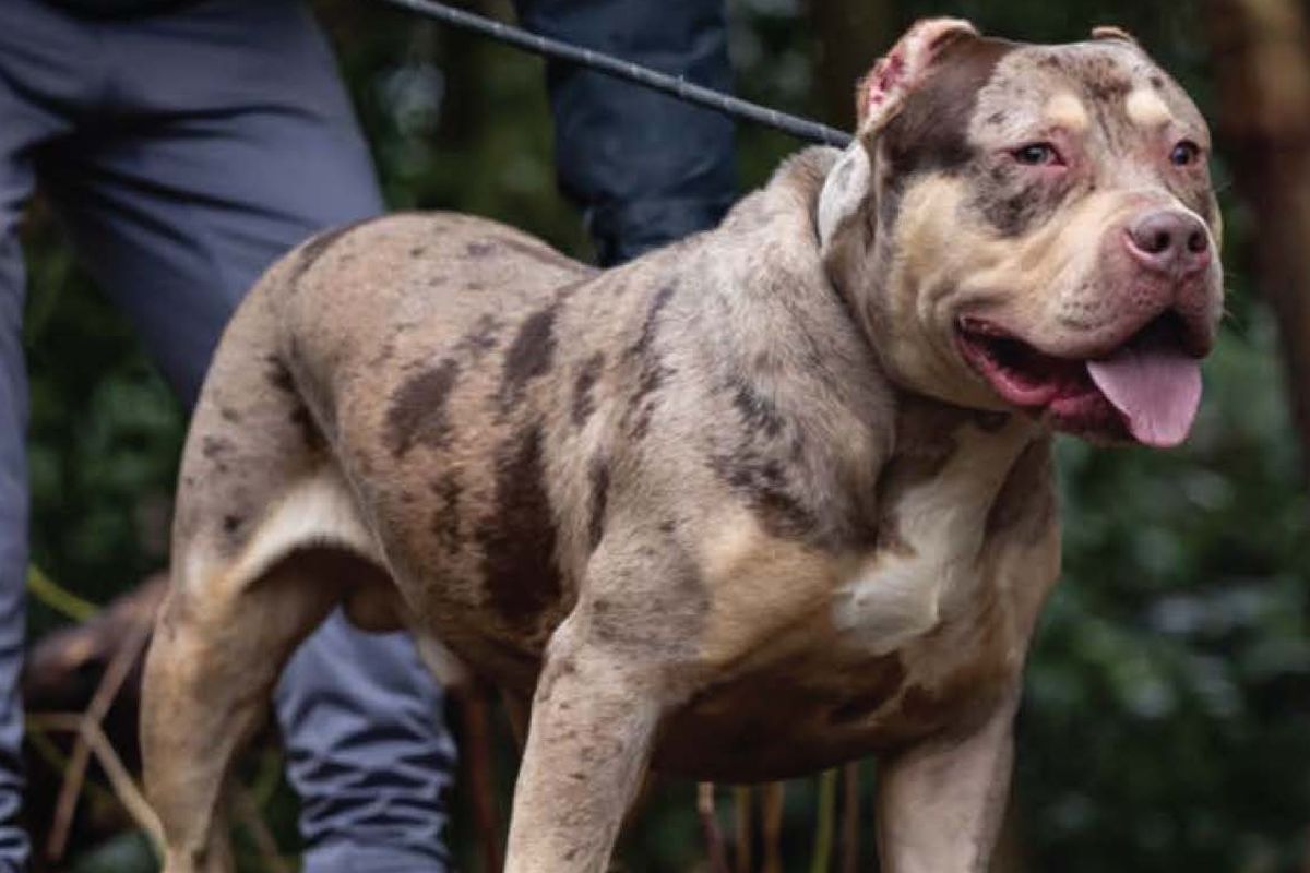 Sean Garner's XL bully Toretto 'savaged' and killed 84-year-old John McColl