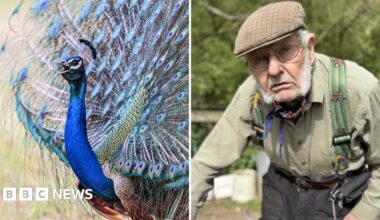 A generic image of a male peacock with its features fanned out. The other image of the right is of a farmer. He is grimacing at the camera. He wears a flatcap with a green shirt, green braces and grey trousers.