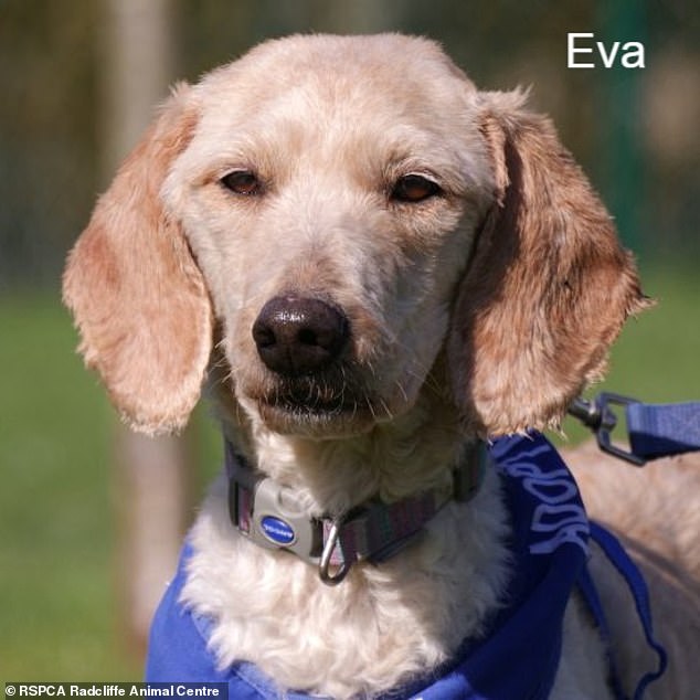 Pictured: Eva one of the poodles rescued in Nottingham who is currently living with the RSPCA waiting to find her forever home