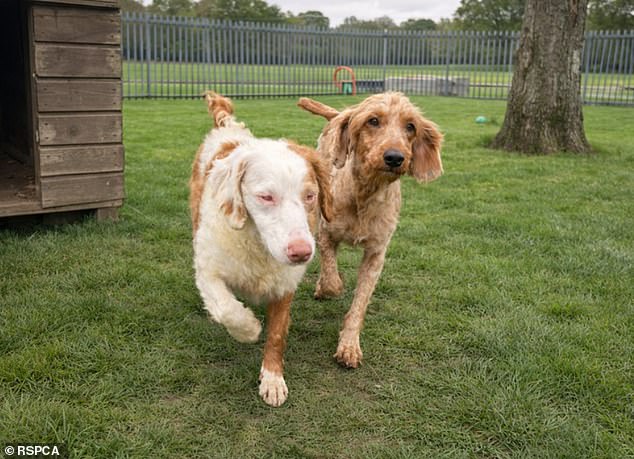 Pictured: Stevie (left) a deaf and blind cocker spaniel and her companion Sandy (right) a poodle. They are currently living at the RSPCA's Southridge Animal Centre in Hertfordshire and must be rehomed together