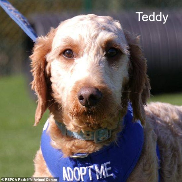 Pictured: Teddy one of the poodles rescued in Nottingham who is currently living with the RSPCA waiting to meet his new owner