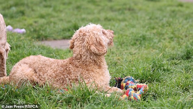 One of the rescued poodle-cross dogs playing happily