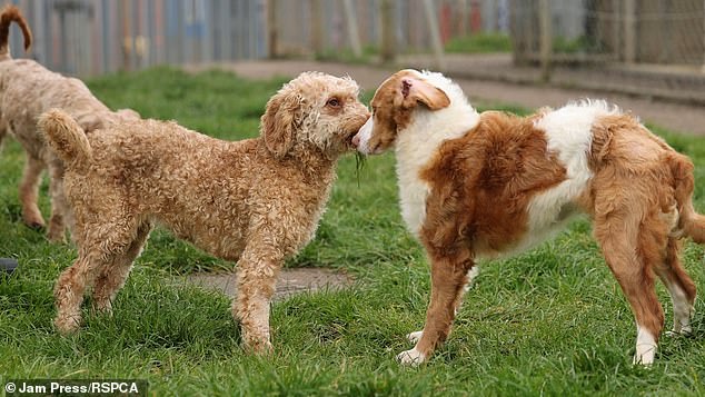 Stevie and Sandy after some care and attention