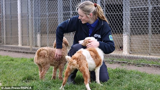 They are currently living at the RSPCA's Southridge Animal Centre in Hertfordshire