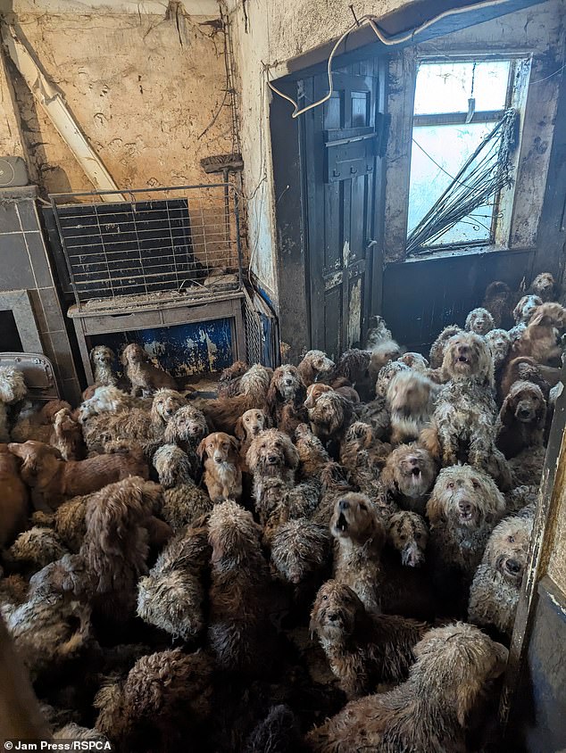 The sickening conditions -and filthy house - the animals were found in