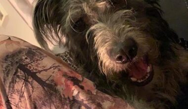 Shy, a seven-year-old blue-merle lurcher, fatally bit Jamie-Lea Biscoe in the neck at their home in the village of Leaden Roding, Essex, on Friday evening