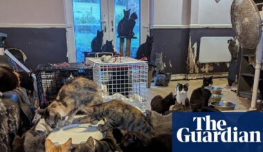 Cost of living and mental health crisis driving mass animal rescues, says RSPCA | Animal welfare