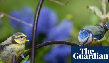 Experts call for restrictions on pet flea treatments that harm UK songbirds | Birds