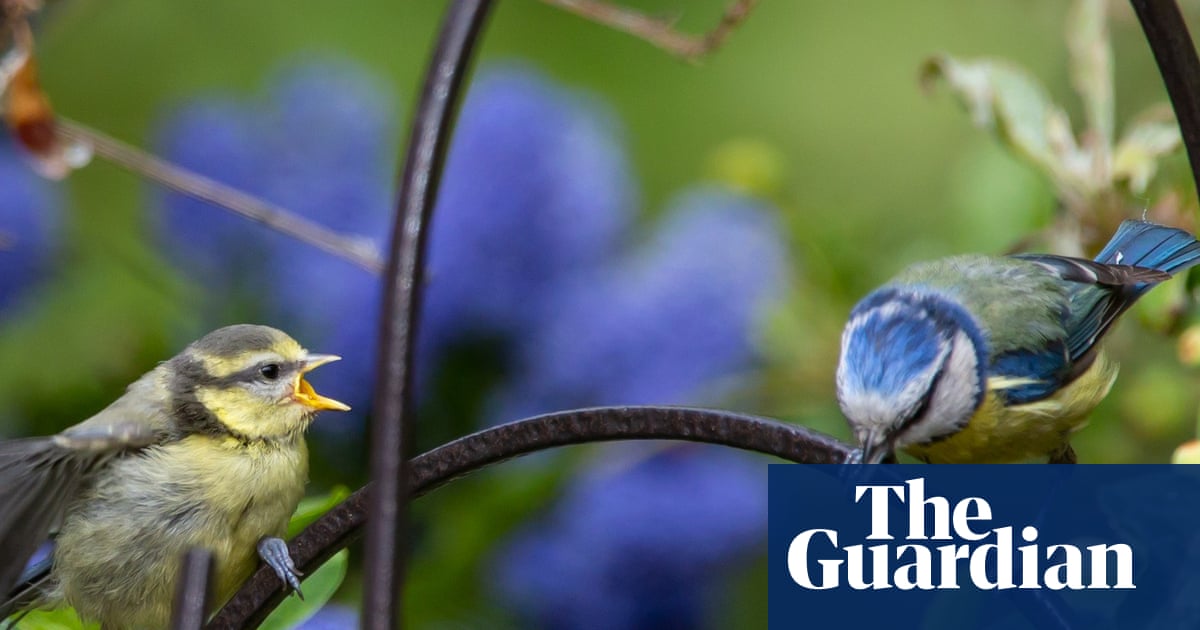 Experts call for restrictions on pet flea treatments that harm UK songbirds | Birds
