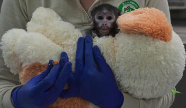 Abandoned Baby Monkey Loves His Stuffed Animals