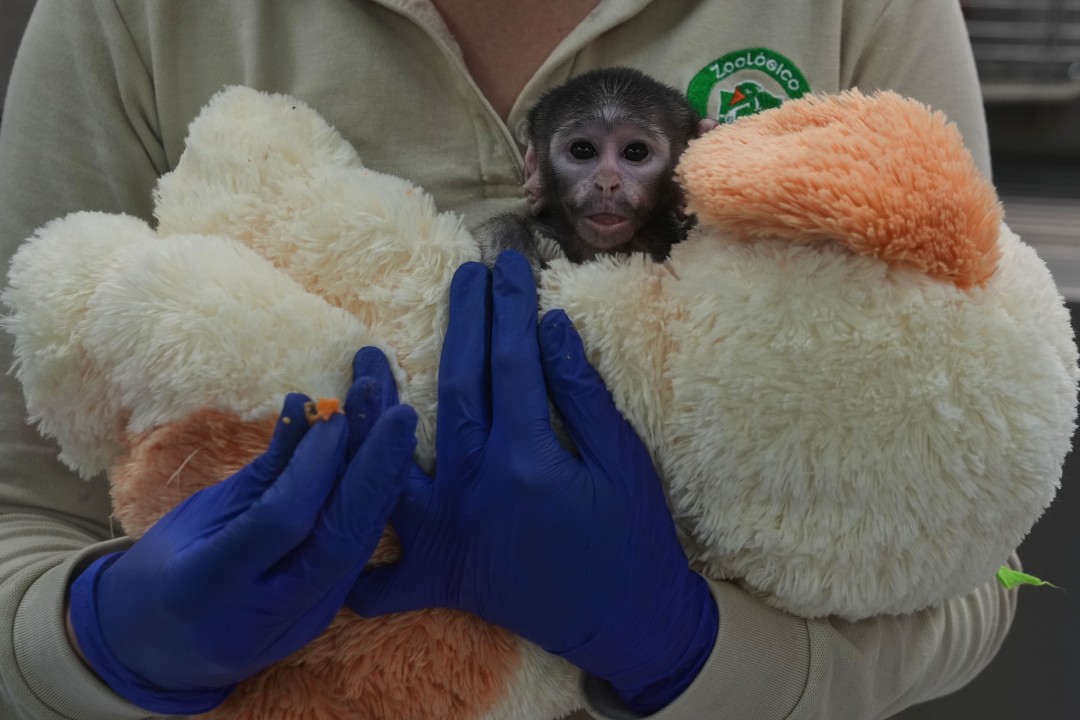Abandoned Baby Monkey Loves His Stuffed Animals