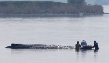 'Timmy' the Stranded Whale Is Dying as the Public Watches