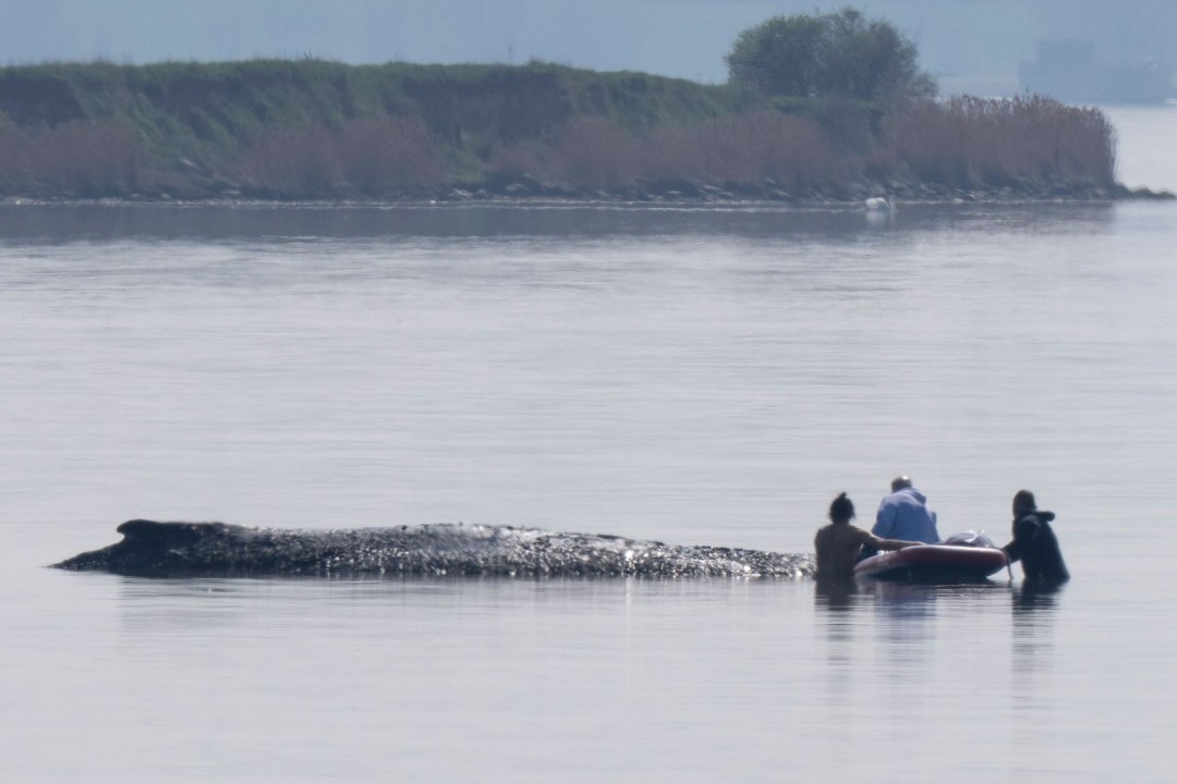 'Timmy' the Stranded Whale Is Dying as the Public Watches