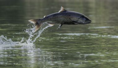 This Is What Happens When Salmon Get All Coked Up