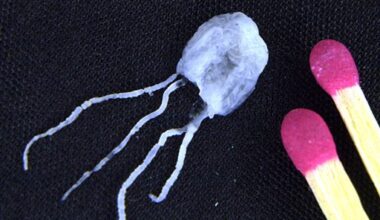 He Met Ocean's Most Venomous Creature—and Lived