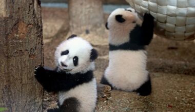 China Is Sending in the Pandas
