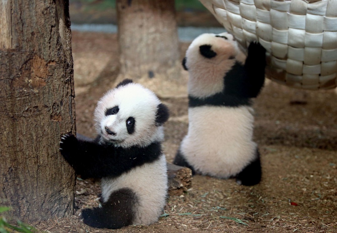 China Is Sending in the Pandas