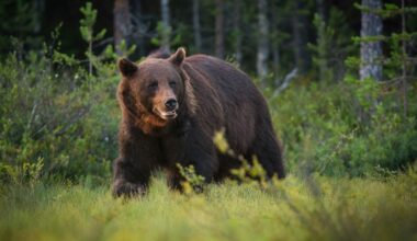 Woman Killed After Accidentally Stepping on Bear