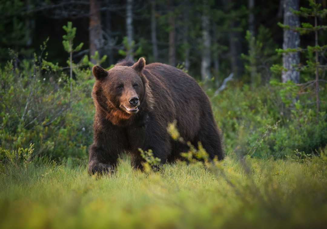 Woman Killed After Accidentally Stepping on Bear