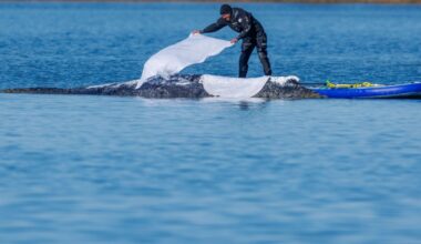 Germany Preps Controversial Millionaire-Funded Whale Rescue Effort