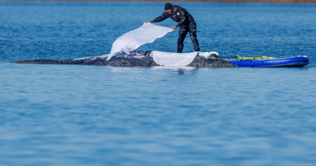 Germany Preps Controversial Millionaire-Funded Whale Rescue Effort