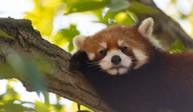 Zoo Closed After Employee Allegedly Makes Grim Claim